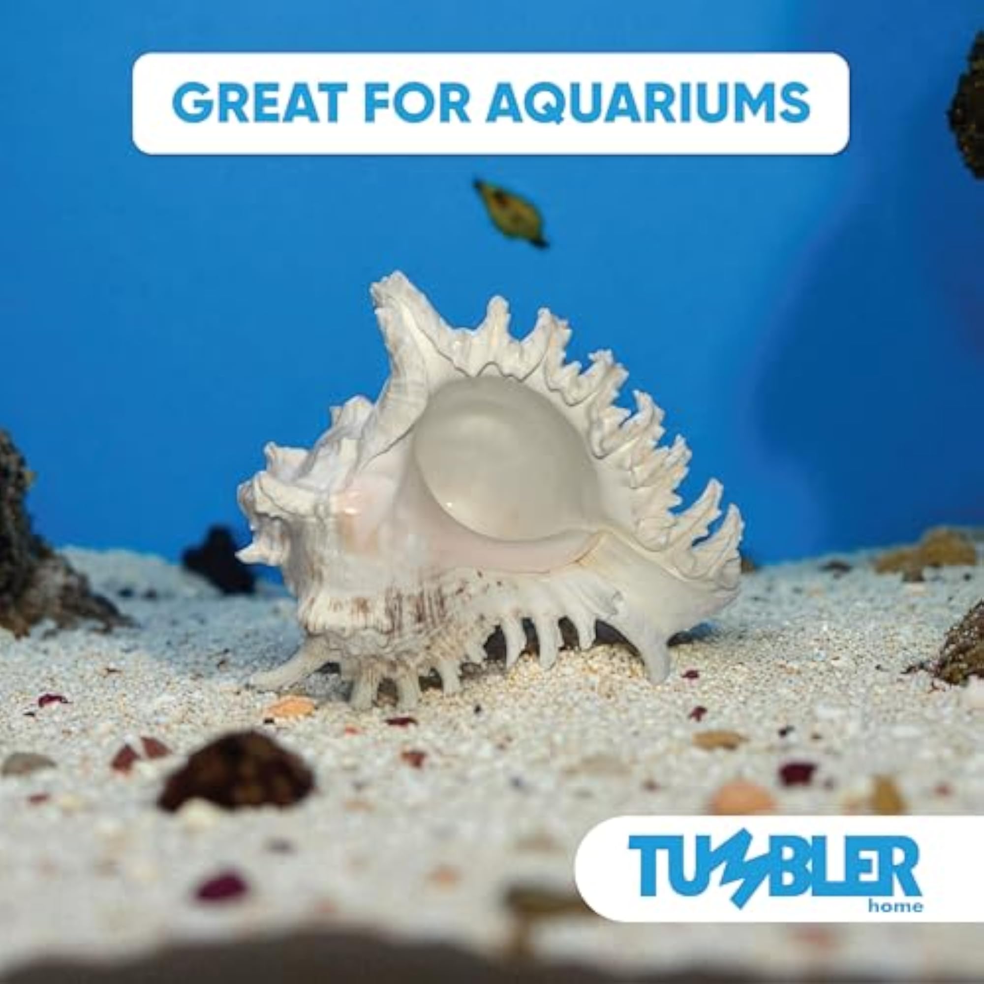 Large Conch Shell for Aquarium and Beach Decor