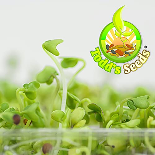 Todd’s Seeds - Sprouting Broccoli Seeds - Calabrese Variety, Non-Gmo, Heirloom - 1 Pound - Bulk Seeds #TOP2