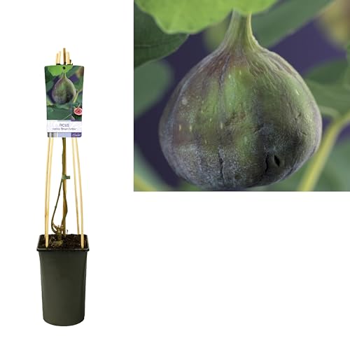 Feige 'Brown Turkey' 60 cm ? Ficus carica, 2 Liter Topf, Mittelfrühe Sorte, Fruchtbar & Robuste Feigenpflanze für Garten & Terrasse für 9,90 EUR bei amazon.de Bild: Feige 'Brown Turkey' 60 cm ? Ficus carica, 2 Liter Topf, Mittelfrühe Sorte, Fruchtbar & Robuste Feigenpflanze für Garten & Terrasse für 9,90 EUR bei amazon.de