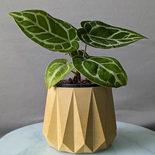 Image of Little Jungle X CuteCrete Sage Concrete Planter For 3 inch - 4 inch Pots (Yellow) | | flower pots for home decoration | Balcony Decor | Garden