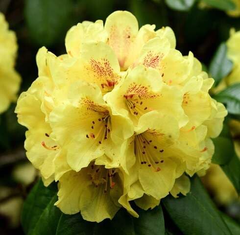 Fresh 100pcs Yellow Rhododendron Flower Seeds
