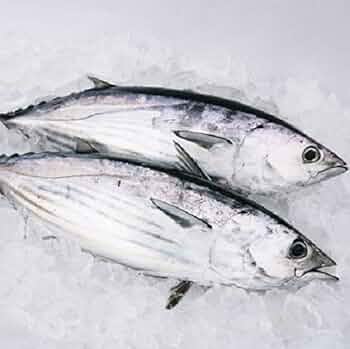 （鰹）6点まとめ買い Amazon.co.jp: 高知 足摺沖産 天然一本釣り カツオ 鰹 小型 2