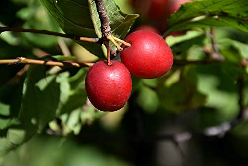 American Red Plum Tree Seeds For Planting, 5 Fruit Seeds Per Packet, (Isla's Garden Seeds), Non Gmo & Heirloom Seeds, Botanical Name: Prunus Americana, Great Home Garden Gift #TOP1