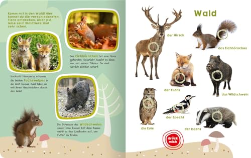 Mein großes Buch der Tiergeräusche: Mit 50 Sounds | Hochwertiges Soundbuch mit realistischen Tierstimmen für Kinder ab 2 Jahren (Mein großes Geräuschebuch)