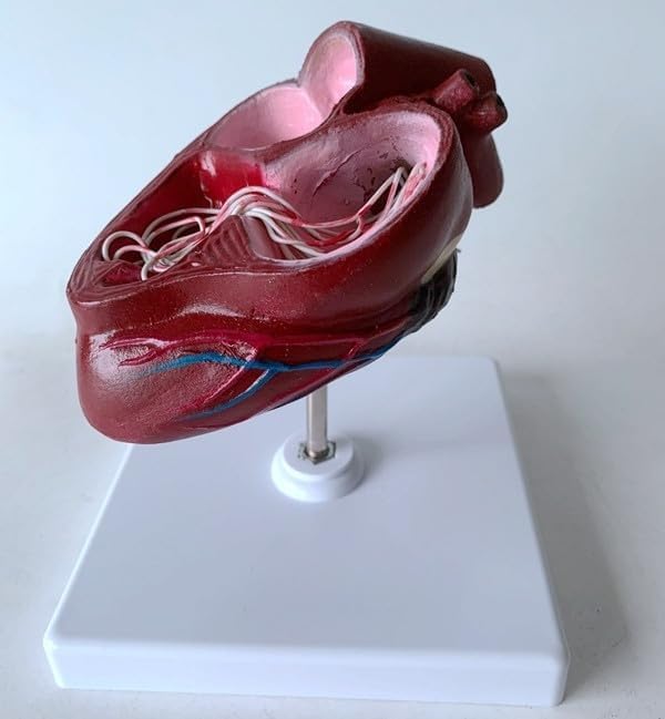 Dog Heart Organ Model, Canine Heart Heartworm Anatomical Model, Animal Heart Pathological Anatomical, for Veterinary Teaching Education Models.