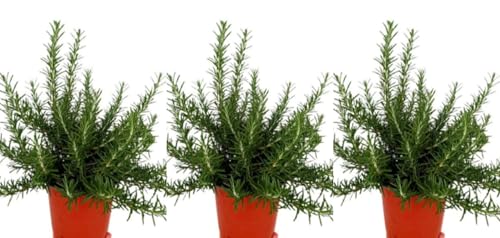 Pack de 3 plantas aromáticas de Romero Rastrero, 20-30 cm. Rosmarinus officinalis prostratus. Planta aromática de follaje denso. Segura Garden.
