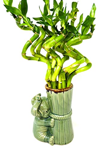 Jm Bamboo Live Lucky Bamboo Spiral Bundle 'Elephant Collection' Ceramic Vase-Unique Indoor Plants Arrangements cover