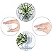 BELLARMOR Air Plant Holder - 24 Pieces Air Plants Stand Containers Tillandsia Holder for Tabletop and Window Decorations (M)