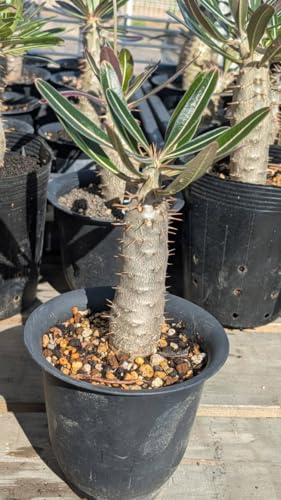 ���Y������ �p�L�|�f�B�E�� �O���L���X Pachypodium rosulatum var. gracilius (�Ǘ��ԍ�P11)