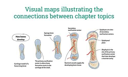 Visual Learning: Human Anatomy: An illustrated guide for all ages (Barron's Visual Learning) - Image 6