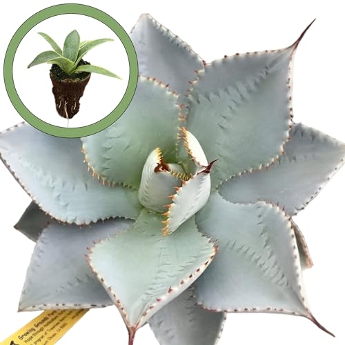 Generic Agave Blue Wave Starter Plant, Natural