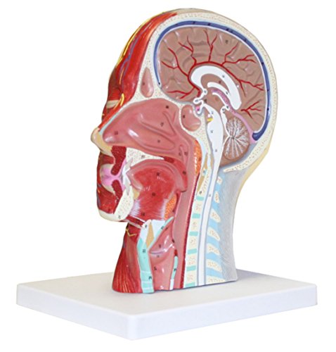 Image of B10442 Half Head Model with Musculature, Life Size
