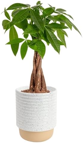 Costa Farms Money Tree Live Plant in Decorative Pot, Air Purifyin...