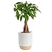 Costa Farms Money Tree Live Plant | 12-16 Inches Tall Bonsai | Easy to Grow Indoor Houseplant in Plant Pot | Home, Office, or Room Decor | Birthday, Housewarming Gift