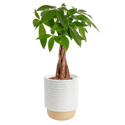 4. Indoor Plants