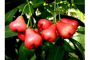 Jocotes Fruta: 100 Rose Apple Fruit Seeds