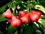 MITRAEE 100 Rose Apple Fruit Seeds