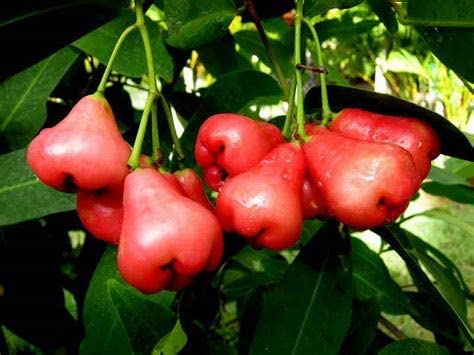 Mitraee 100 Rose Apple Fruit Seeds #TOP18