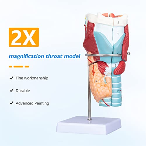 Image of Larynx Model - 2X Enlarged Human Throat Model Scientific Anatomy Model of Larynx Pharynx Model for Studying and Teaching