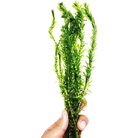 Planterest Elodea Densa Aquarium Plant Stems Cover