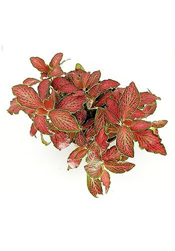 Fittonia Natural la Planta Mosaico que Convierte tu Espacio en un Edén