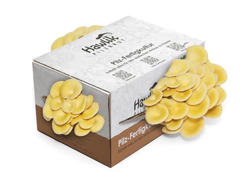 Hawlik Pilzbrut | Kit cultivo setas de ostra amarilla pequeño I setas autocultivo | no se requieren conocimientos previos I kit de cultivo casero juego de niños I champiñon pleurotus citronopileatus