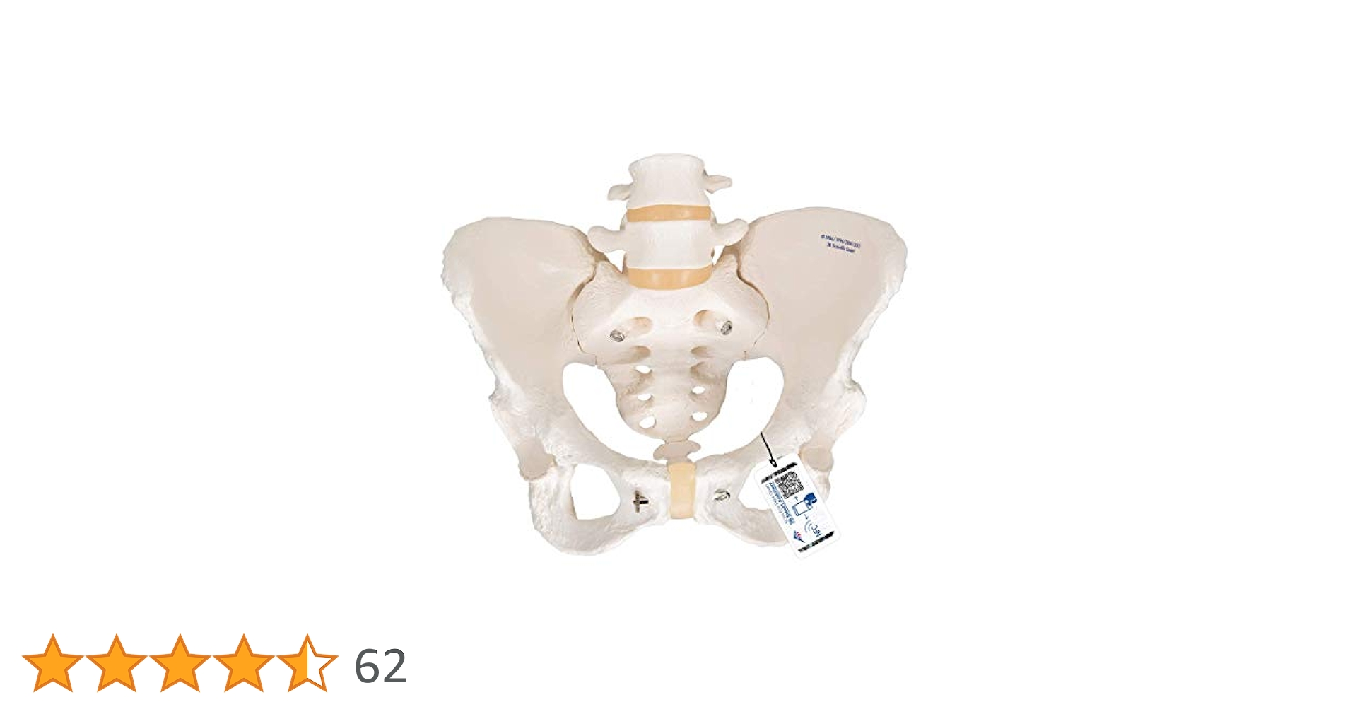 ドイツ製　男性骨盤モデル　実物大　男性骨盤模型 3B Scientific Amazon.co.jp: 実物大の男性骨盤模型 - 男性骨盤モデル - 3B