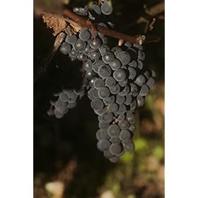 Clarendelle Bordeaux Red Wine 75cl - Inspired by Haut-Brion - Vintage 2016 - Fruity, Balanced & Generous – Clarendelle