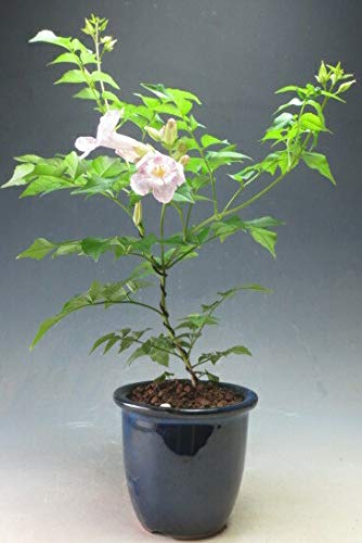 Amazon.co.jp: 盆栽 ノウゼンカズラ（薄ピンク花）盆栽仕立ての鉢植え
