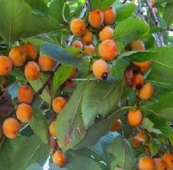 Date Plum Persimmon Fruit Tree, 30+ Tree Seeds, Exotic & Rare, 80% Germination, (Isla's Garden Seeds), Non Gmo & Heirloom Seeds, Scientific Name: Diospyros Lotus #TOP3