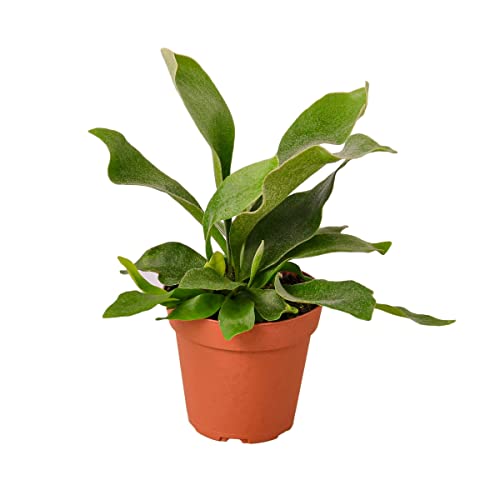 4-Fern-Staghorn Staghorn Fern Plant in 4 in. Pot