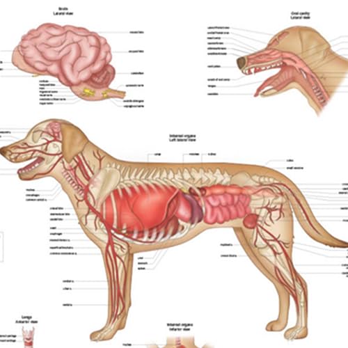 Image of Anatomy Lab Canine Internal Anatomy Poster, LAMINATED, Veterinary Anatomy and Physiology, 17.3 x 22.5 Inches, Dog Internal Organ Diagram, Animal Anatomical Chart for Education Learning and Students