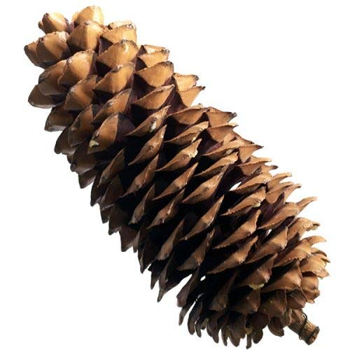 10 pcs Easter Pine Cones in golden color with Red Glitters (8-10cm Long), Natural Hanging Decoration Ornament……