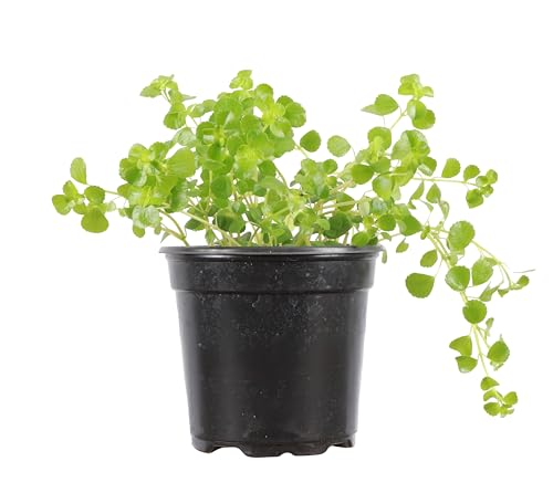 Thorsen's Greenhouse Live Green Baby Tears Plant, Pilea Depressa,...