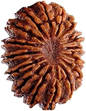 21 Mukhi Rudraksha Nepal Natural Ikkis Ekkis Mukhi Rudraksha Original Certified by Lab 21 Face Genuine Twenty One Faced Rudraksh इक्कीस मुखी रुद्राक्ष by The Gallery Of Gemstones