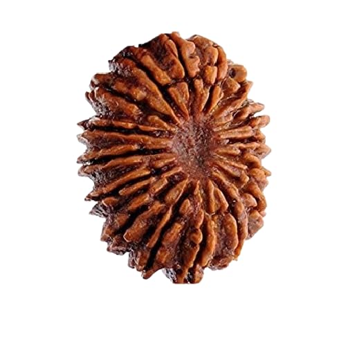21 Mukhi Rudraksha Nepal Natural Ikkis Ekkis Mukhi Rudraksha Original Certified by Lab 21 Face Genuine Twenty One Faced Rudraksh इक्कीस मुखी रुद्राक्ष by The Gallery Of Gemstones