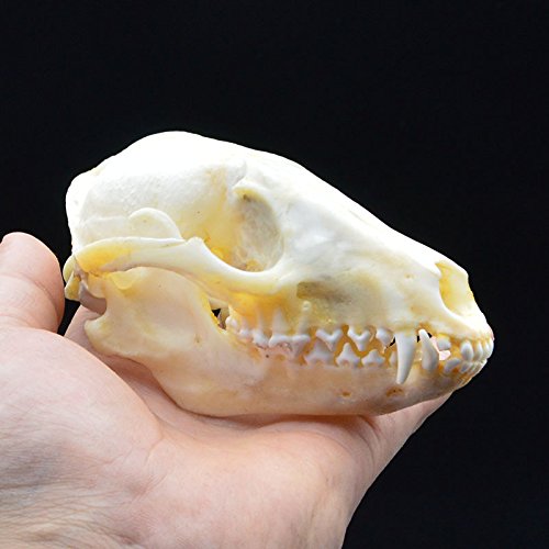 puppy skull teeth