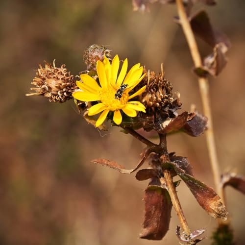 Fearless Barren
