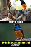 White-rumped Shama Photo Book:...
