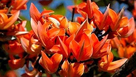 Golden Hills Farm Butea Monosperma Palash Flame Of The Forest Tree Rare Plant Seeds Seeds 15 seeds (B07PJRG1PY) Amazon Price History, Amazon Price Tracker