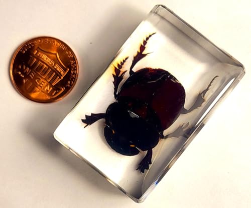 Image of 44mm Real Dung Beetle in Crystal Clear Lucite Resin Specimen Preserved Insect Taxidermy Crafts Collection for Biology Science Education & Desk Ornament Display Supplies Small Paperweight
