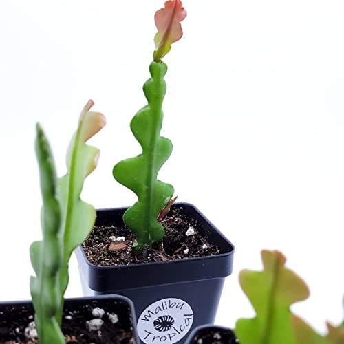 Live succulent plant - Fishbone Cactus - Ric Rac Plant - Comes with a mini pot one stem only