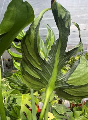 XX11Monstera Deliciosa Tattoo �����X�e�� �^�g �K�[�f�j���O ���|�p�i