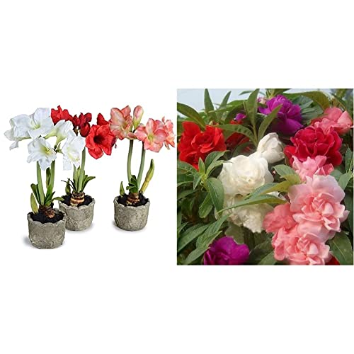 Image of Kraft Seeds Gate Garden Amaryllis Lilly Flower Bulbs (Multicolour, Pack of 11) & Balsam Tom Thumb Mix Flower Seeds for Home and Balcony Gardening with Free 100 Gm Agrope Combo