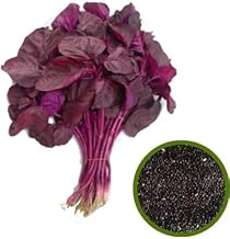 Red Spinach Seeds