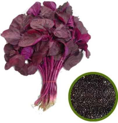 Natura GreenHouse Red Spinach - 10000 Seeds- LAL Sag High Yield Growing Seeds - Red Amaranthus Leaf Seeds-image-45
