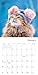 Cats in Hats 2026 Mini Wall Calendar, Funny Cat Photography in Costumes, 7