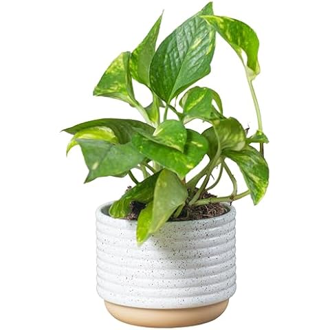 Costa Farms Live Pothos Plant Cover
