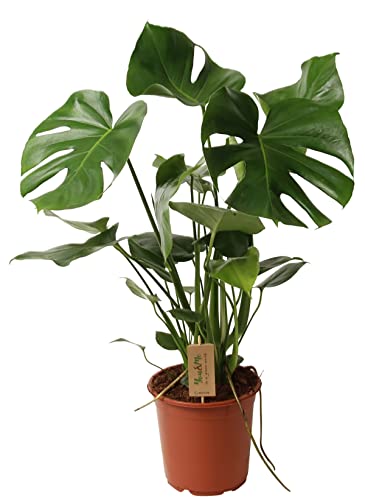 ZynesFlora Monstera Deliciosa im 21 cm Pflanzentopf - Höhe: 80-85 cm - Fensterblatt Lochpflanze Zimmerpflanze Luftreinigend Pflegeleicht für Zuhause oder Büro Cover