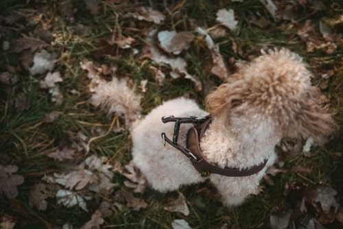 HUNTER Hundegeschirr Love, Farbe: braun, weiches Rindsleder, atmungsaktive Mesh-Polsterung, Herz handgenäht, hoher Komfort, Made in Germany, Größe: S